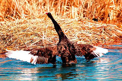 惯例！《GTA6》预告时长或为1分31秒