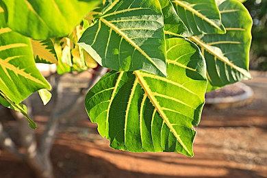 《巫师4》叙事将谨遵3代风格 绝不打破已经奏效的理念